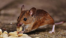 24 Hour & Emergency Exterminators in Springwood, IN